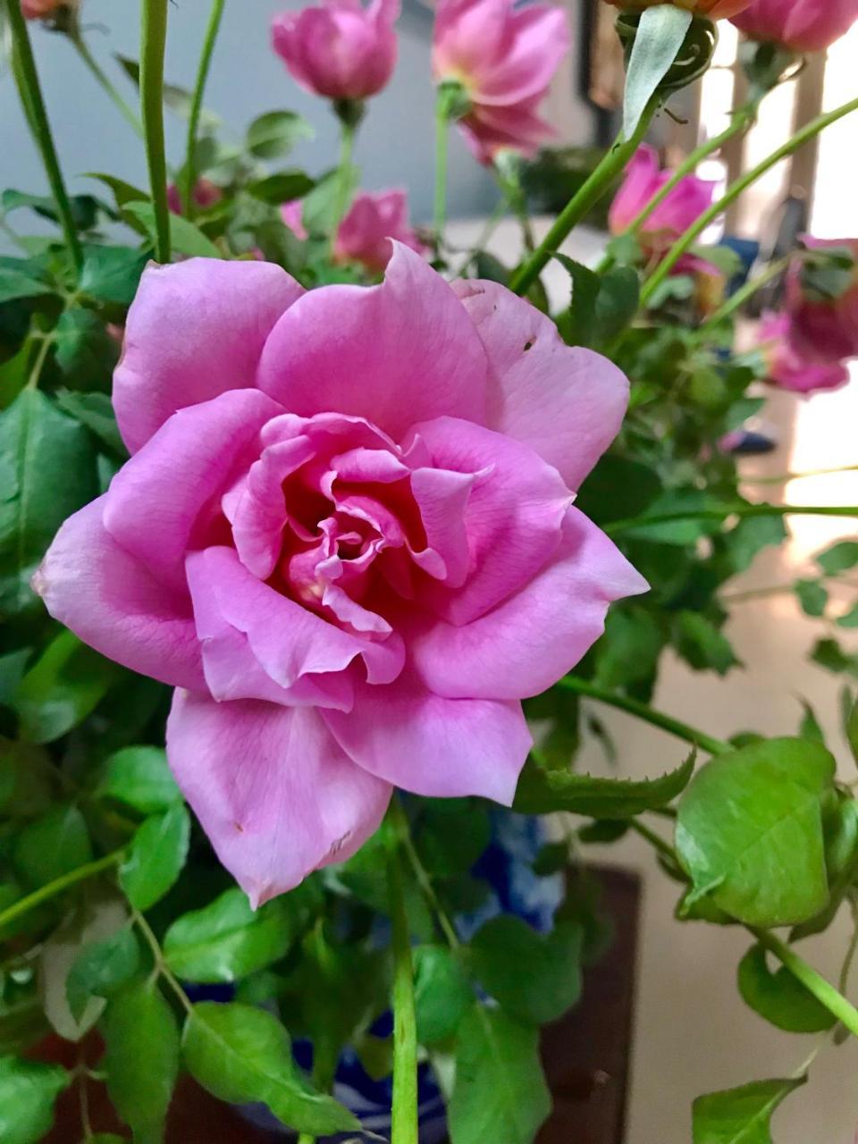 The Rose Home ハノイ市 エクステリア 写真